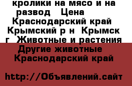 кролики на мясо и на развод › Цена ­ 350 - Краснодарский край, Крымский р-н, Крымск г. Животные и растения » Другие животные   . Краснодарский край